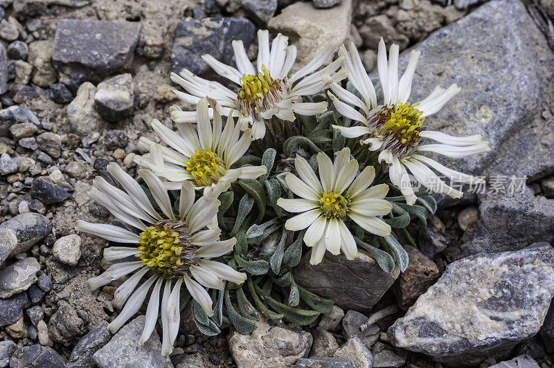 地雏菊，Townsendia scapigera，大盆地国家公园，内华达州。大盆地沙漠。菊科家庭